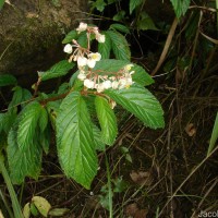 Begonia ulmifolia Willd.
